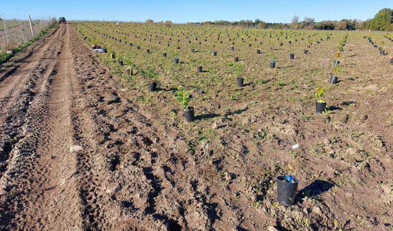 This photo from the autumn 2022 shows the planting of a field trial of beech in Hørup, Denmark. 