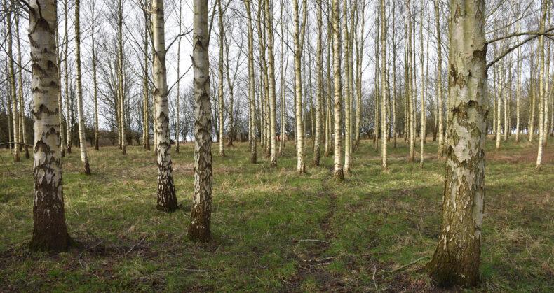 Photo of birch forest