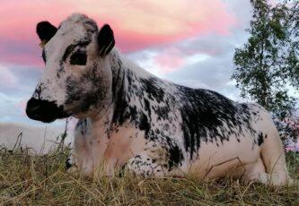 Cow with a red and purple sky in the background