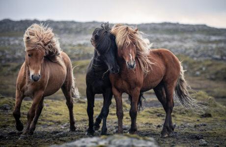 Three horses standing on a barren field.