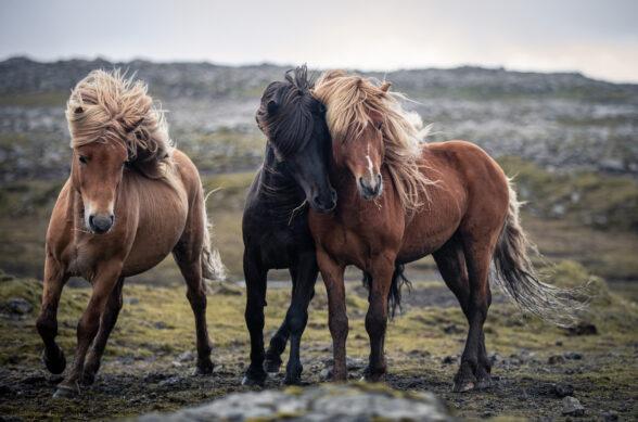Three horses standing on a barren field.